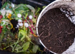 Composting & Living Soil for Kids!