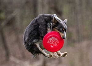 High Flying Skyhoundz Disc Dog Action – Skyhoundz Classic