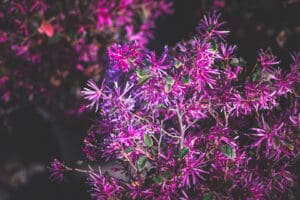 Improving Red Clay Soil
