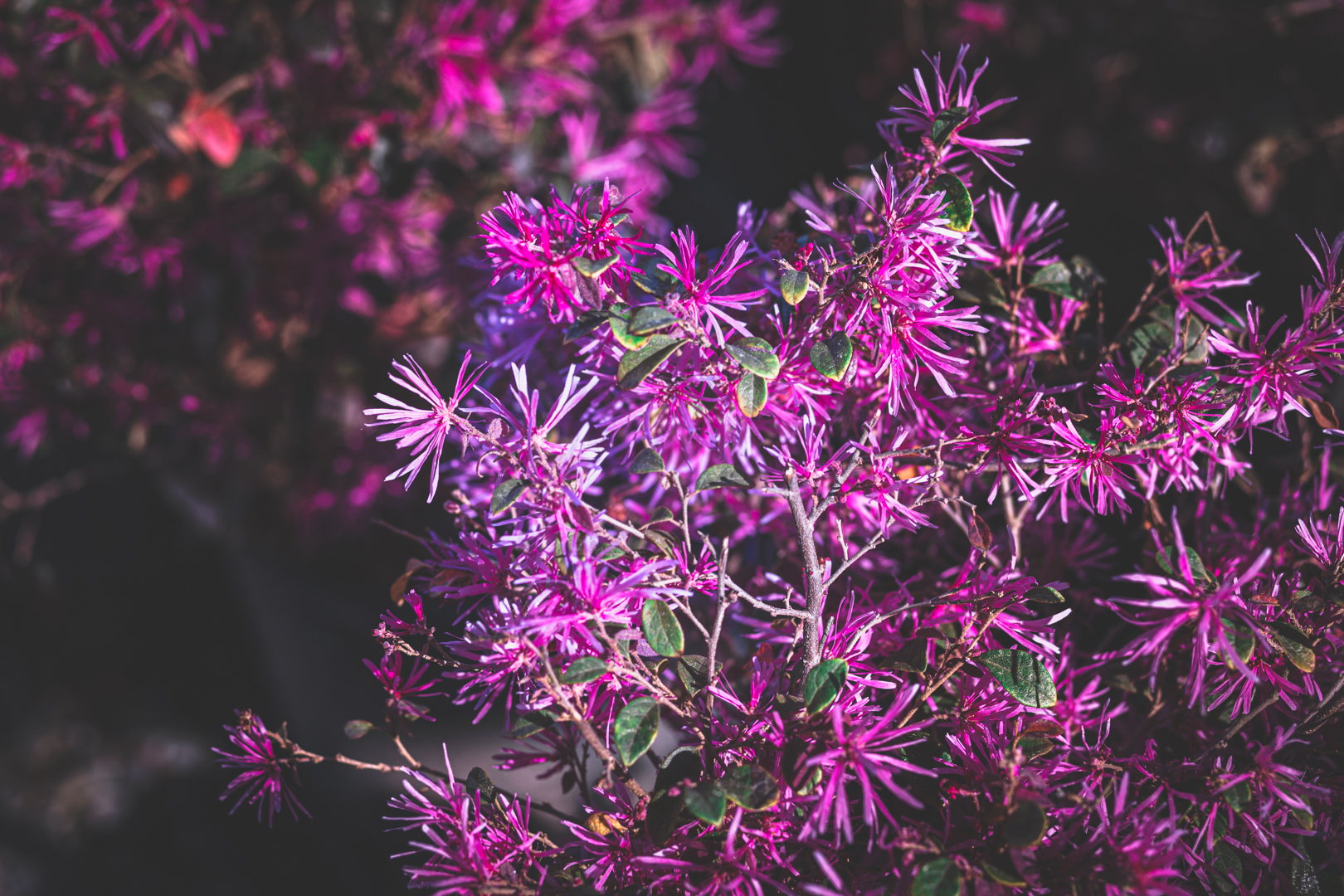 Improving Red Clay Soil